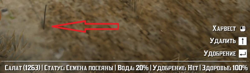 Семечка посажена